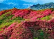 金寨县太平山的映山红之约